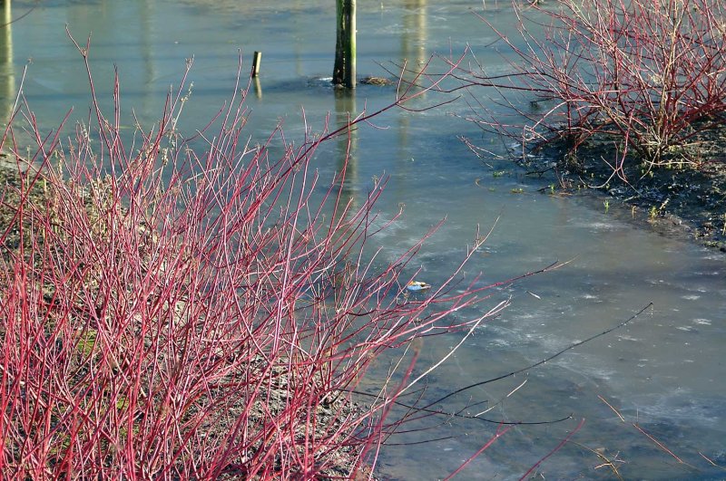 Water-winter-ijs.jpg