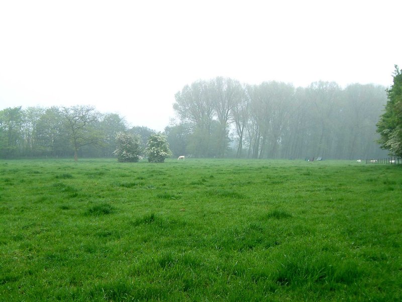 Weiland-mist-gras72.jpg