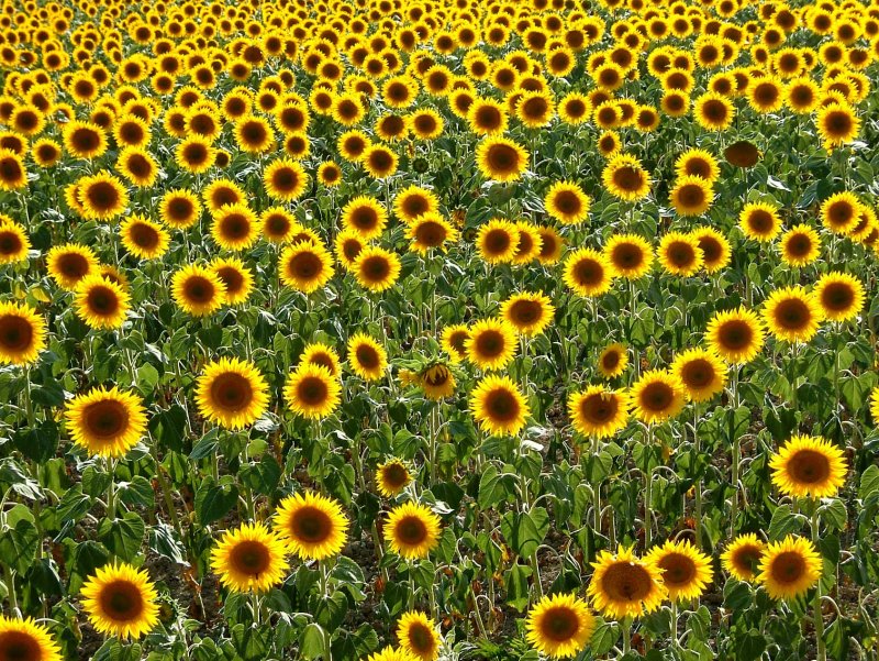 Zonnebloem-11-fr.jpg