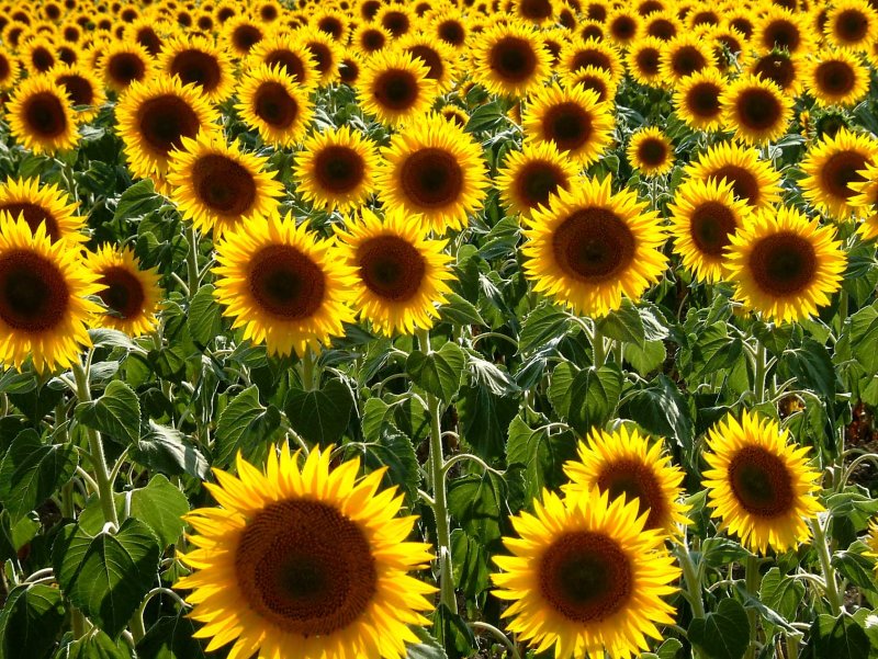 Zonnebloem-12-fr.jpg