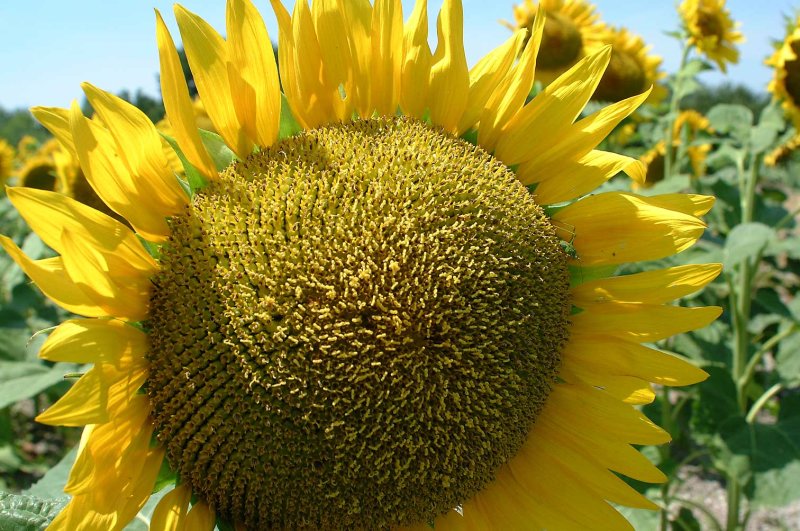 Zonnebloem01.jpg