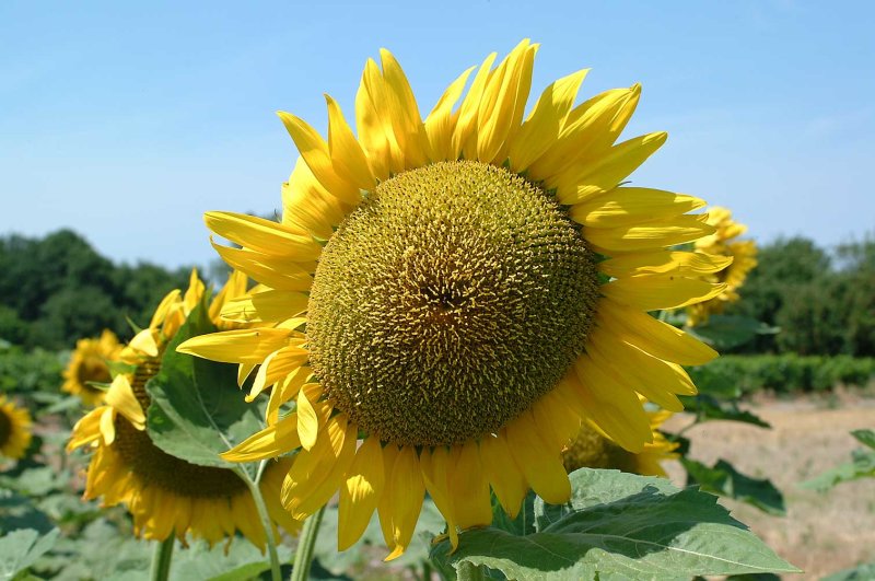 Zonnebloem02.jpg
