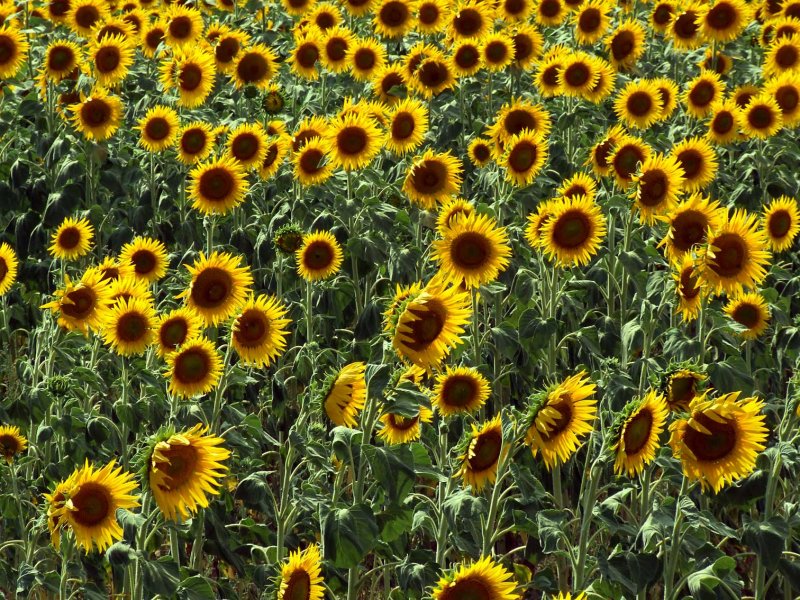 Zonnebloem2939.jpg
