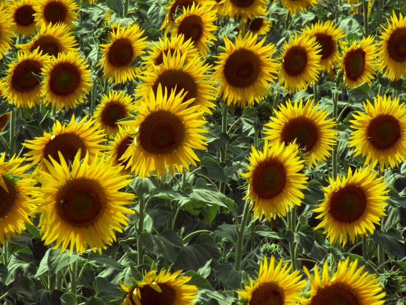 Zonnebloem2941.jpg