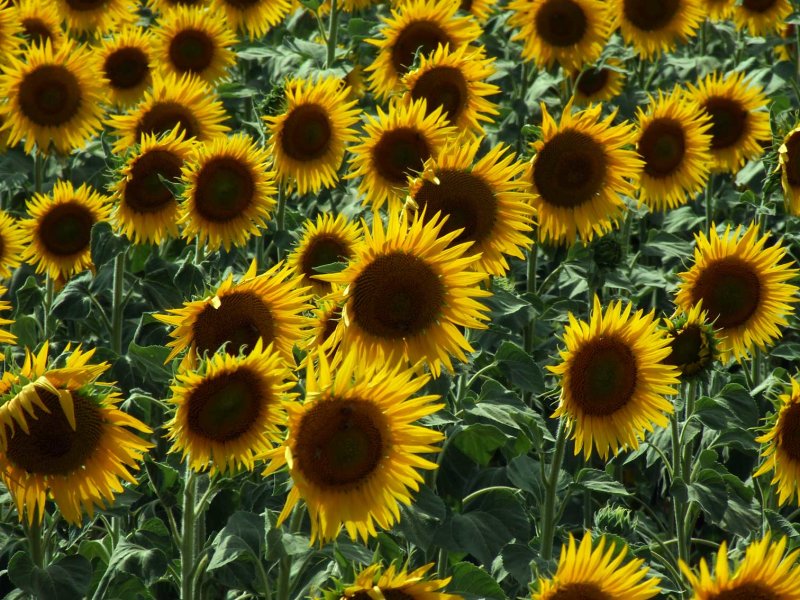 Zonnebloem2943.jpg