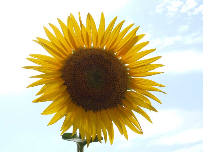 Zonnebloem2956.jpg