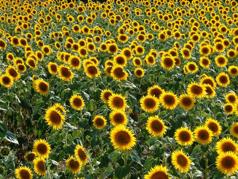 Zonnebloem412.jpg