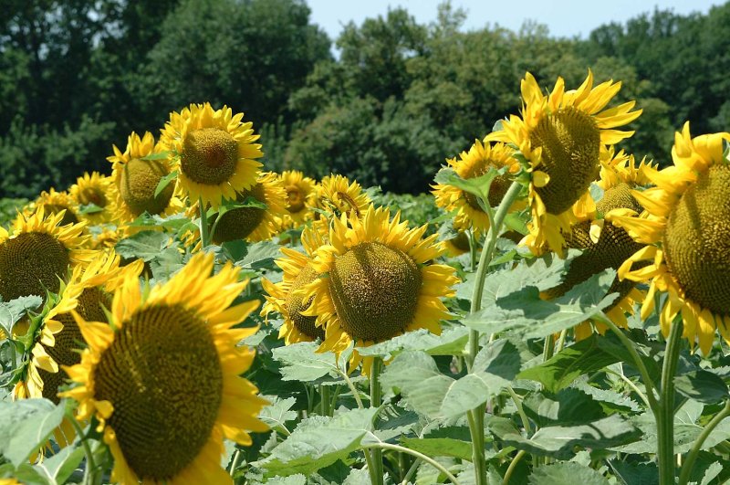 Zonnebloemen05.jpg