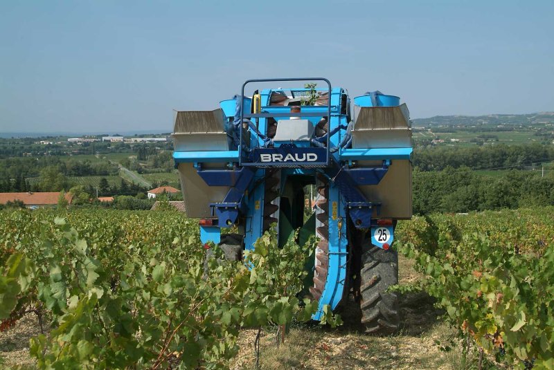 Vendange2321.jpg