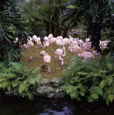 Flamingo's.jpg