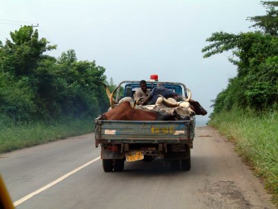 Koeien-transport.jpg