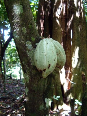 Cacao-vrucht.jpg