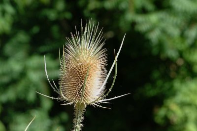 Distel044-17Mb.jpg