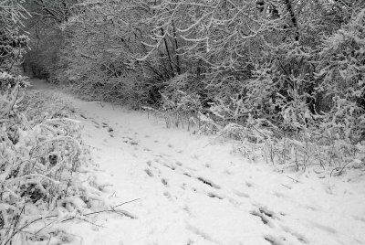 Footsteps-snow.jpg