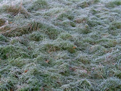 Frozen-grass413.jpg