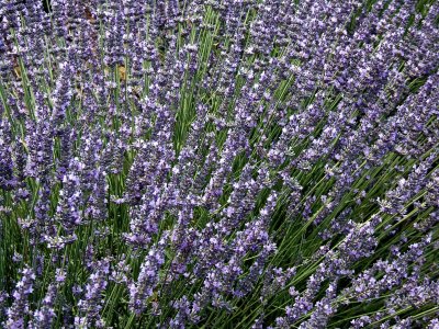 Lavendel2870.jpg