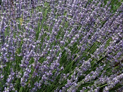 Lavendel2871.jpg