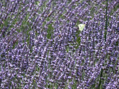 Lavendel2876.jpg