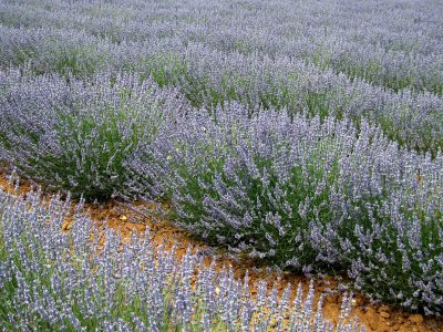 Lavendel2898.jpg