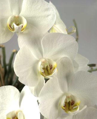 Orchidee13.jpg