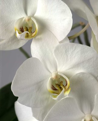 Orchidee14.jpg