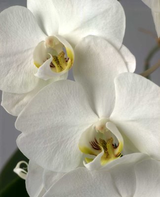 Orchidee23.jpg