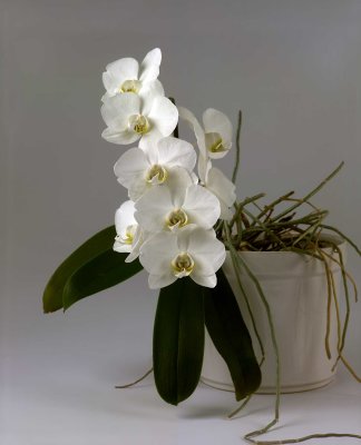 Orchidee41.jpg