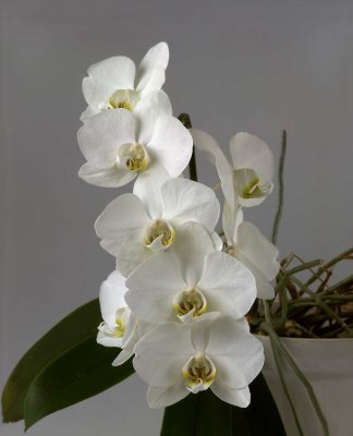 Orchidee52.jpg