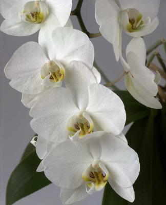 Orchidee81.jpg