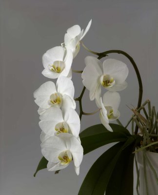 Orchidee89.jpg