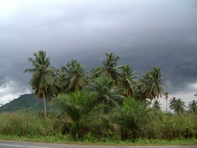 Palmbomen-onweer44.jpg