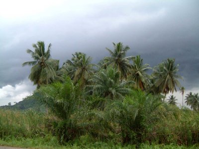 Palmbomen-wind.jpg