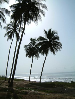 Palmbomen-zon77.jpg