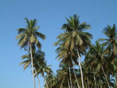 Palmbomen581.jpg