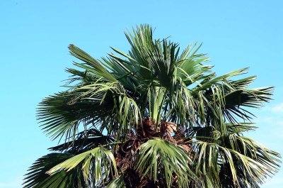 Palmboom-kruin.jpg