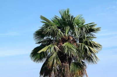 Palmboom01.jpg