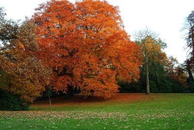 Red-tree-34Mb.jpg