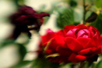 Roses-lensbaby.jpg