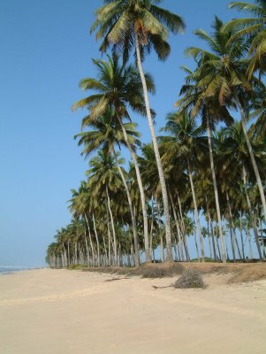 Strand-palmbomen551.jpg