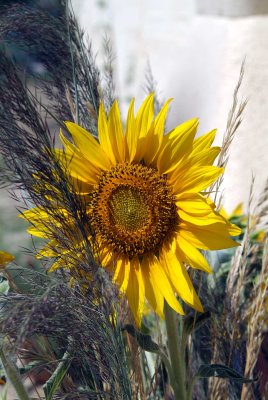 Sunflower6611.jpg