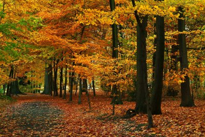 Wandeling-herfst5.jpg