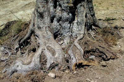 Wortels-olijfboom.jpg