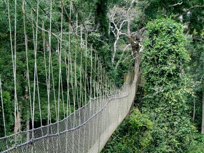 Hangbrug-bomen118.jpg