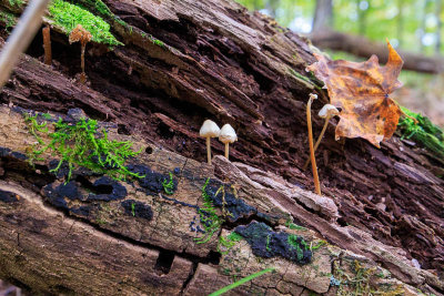 fall_finds_at_allegany-7334.jpg