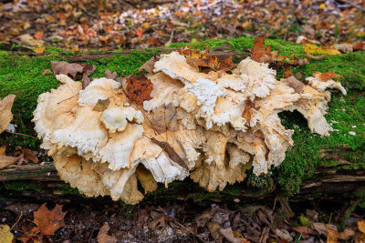 fall_finds_at_allegany-7342.jpg
