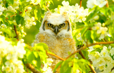 owlet.jpg