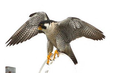 Peregrines 2020...the Year of Covid-19