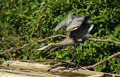 Pelicans... Herons...Cormorants