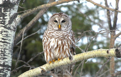 January...Barred Owl