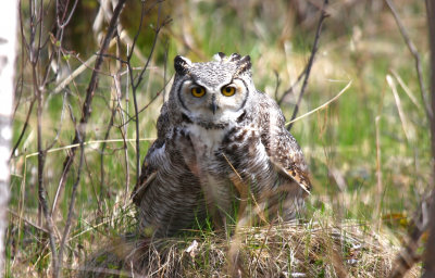 May...Great Horned Owl